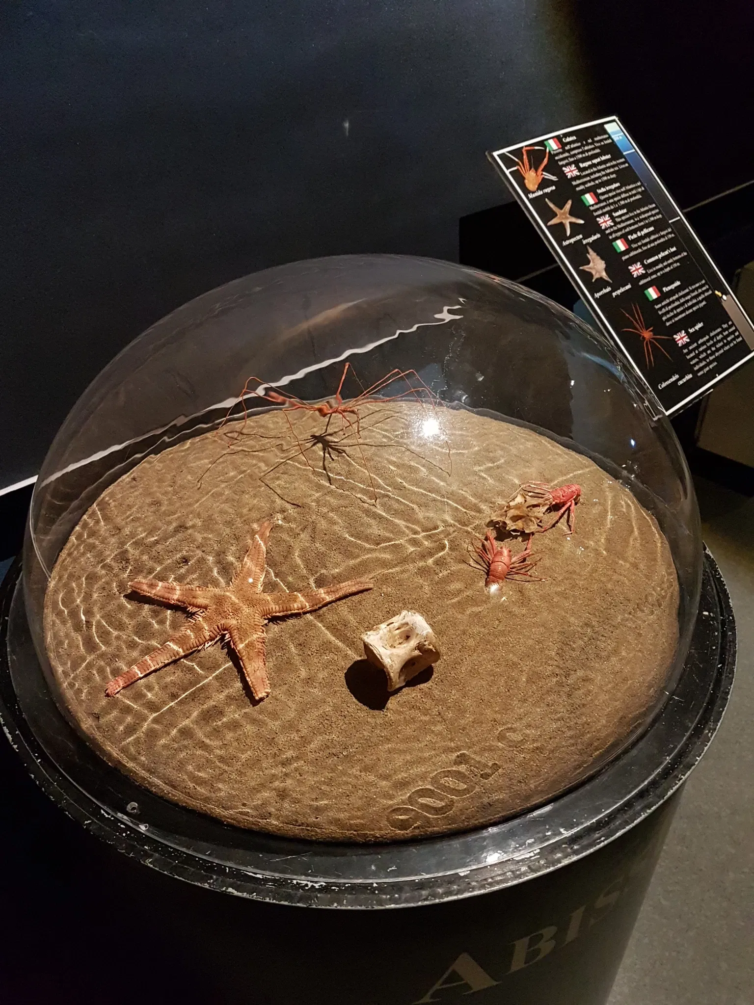 Acquario di Cattolica