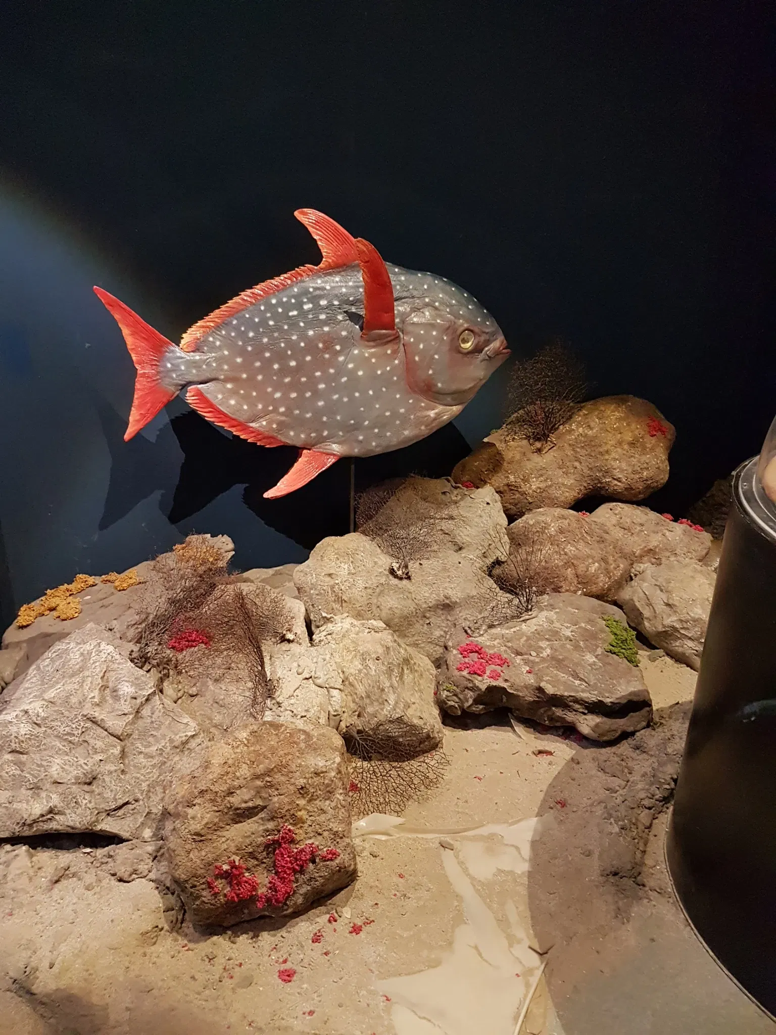 Acquario di Cattolica