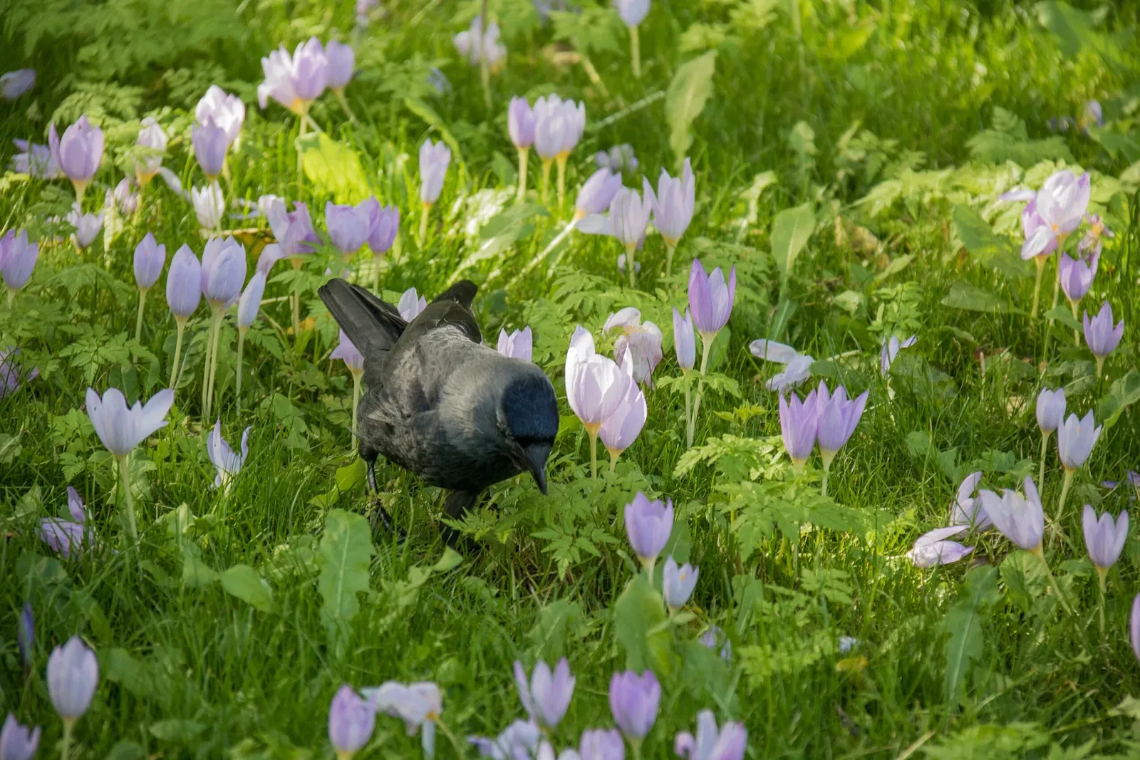 Botaniska trädgårdens