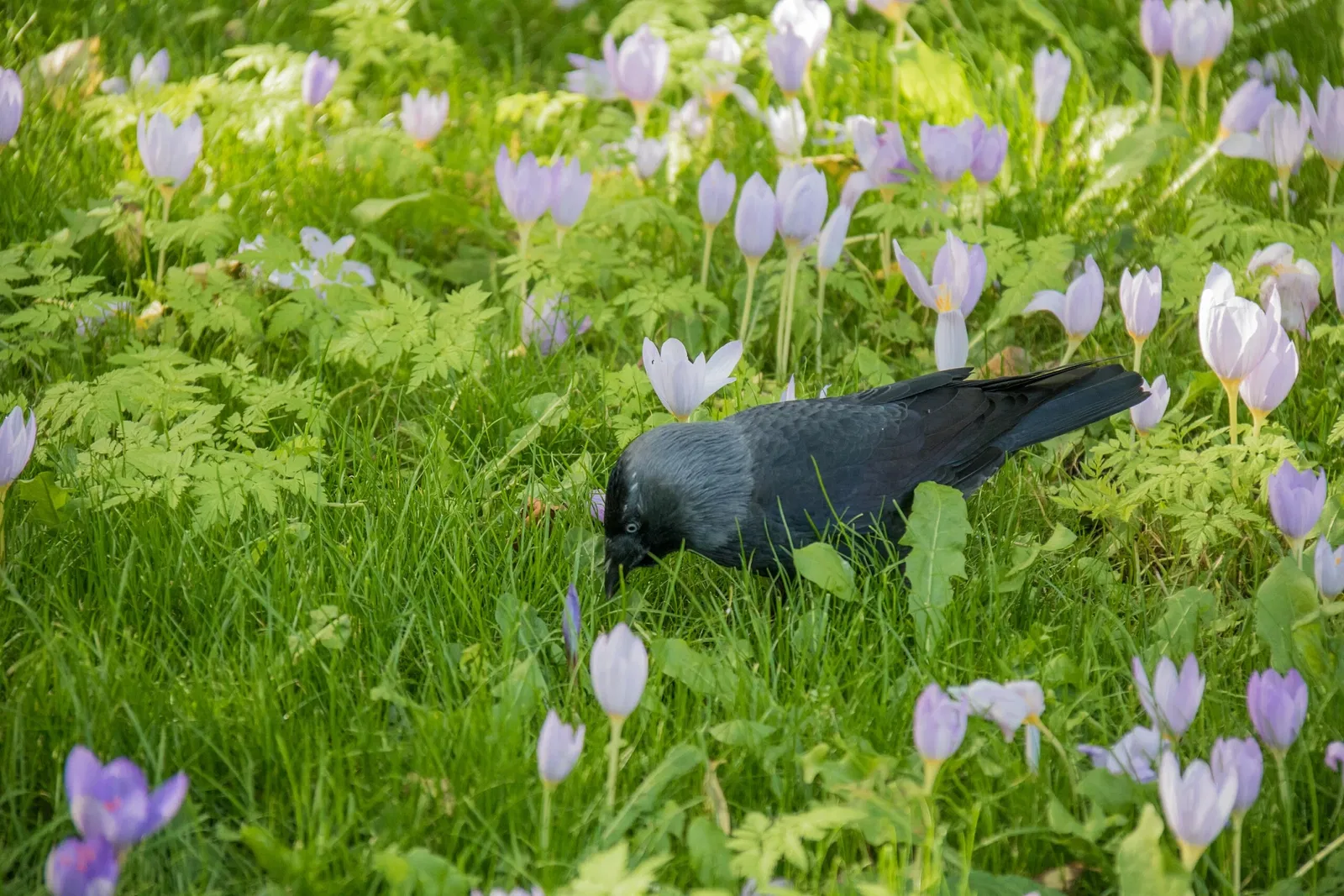 Botaniska trädgårdens