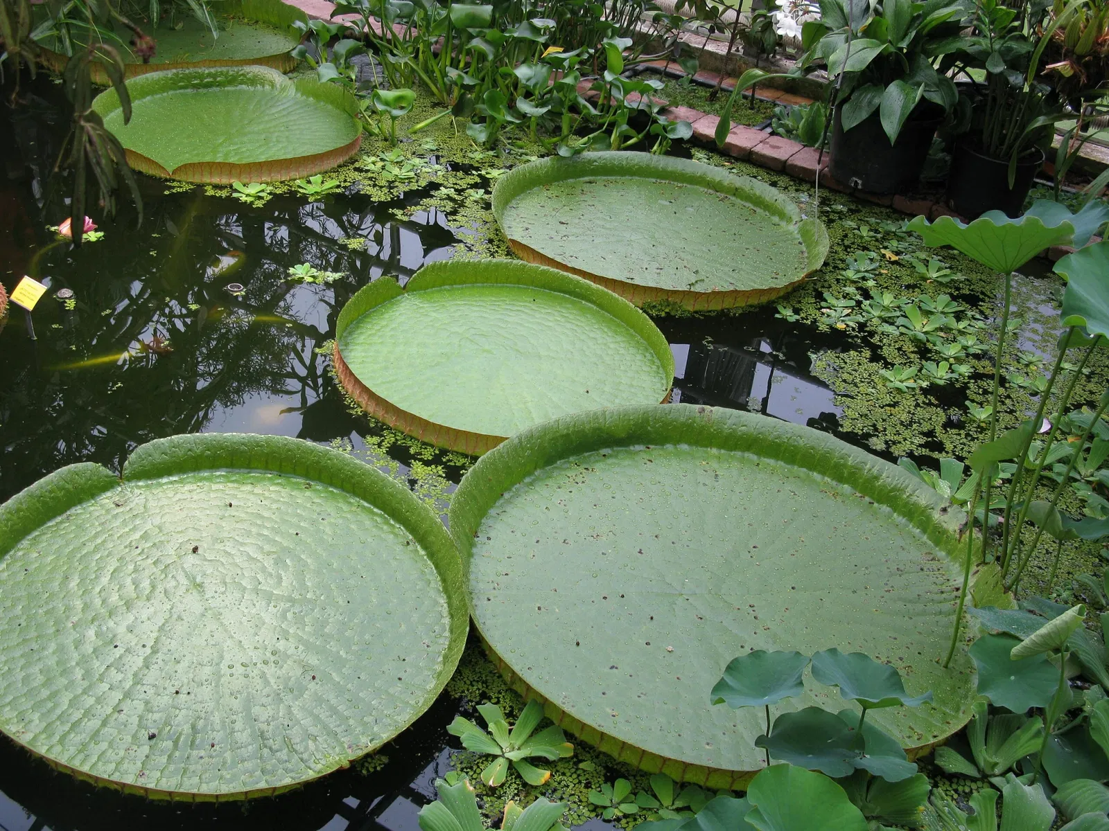Botaniska trädgårdens