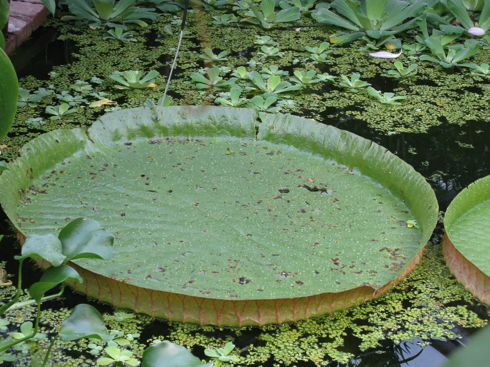 Botaniska trädgårdens