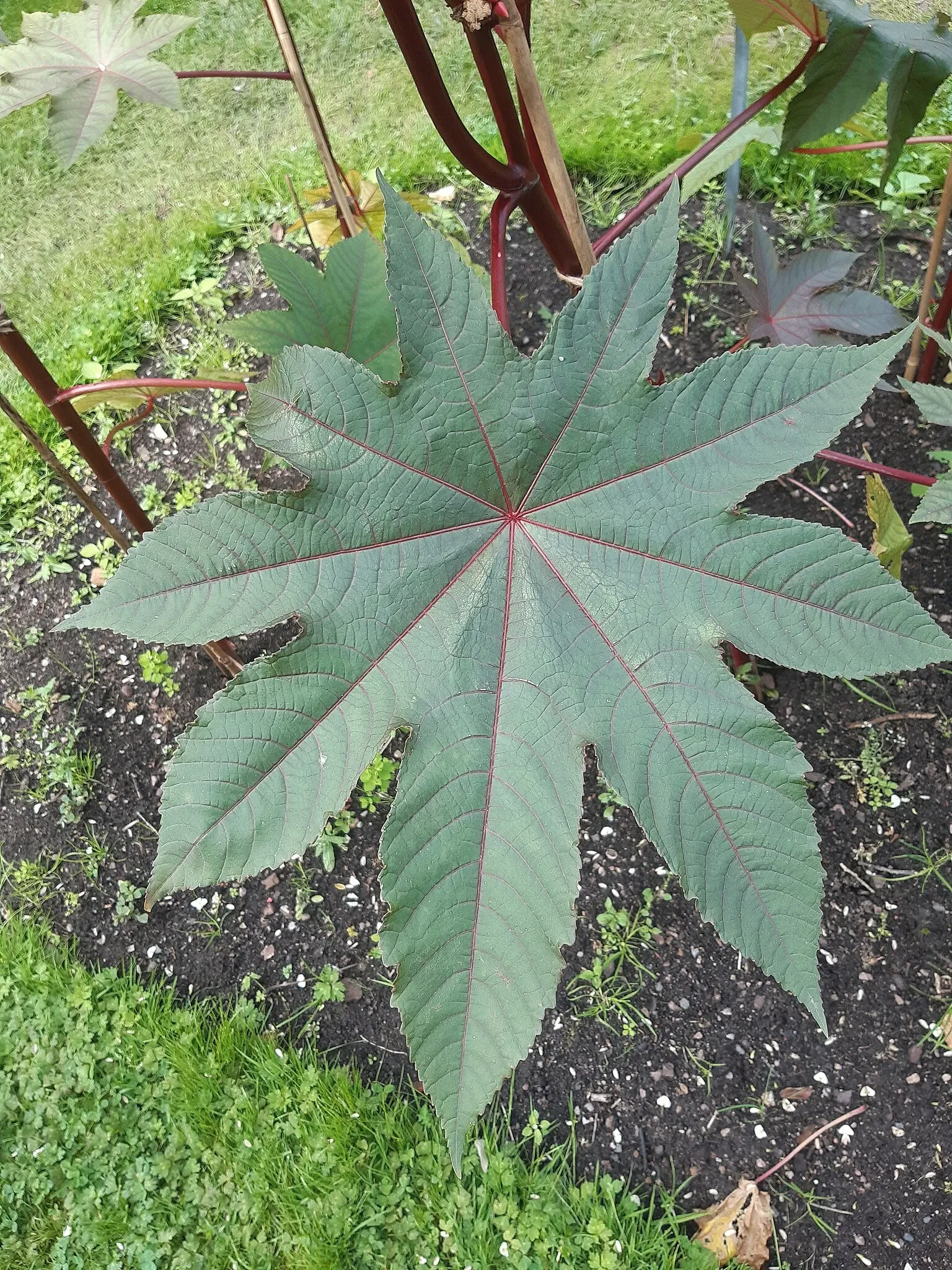 Botaniska trädgårdens