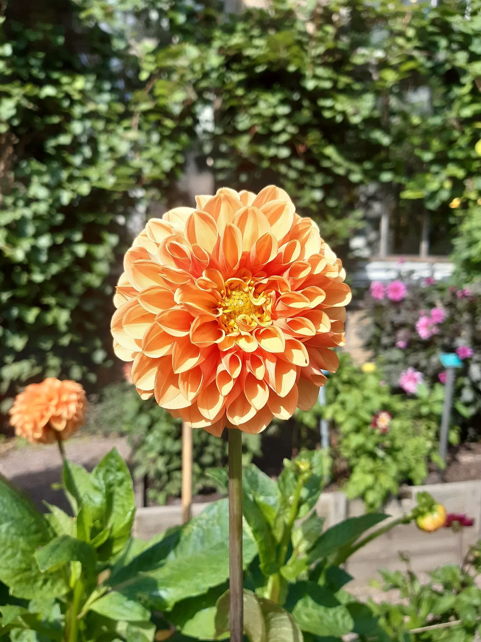 Botaniska trädgårdens