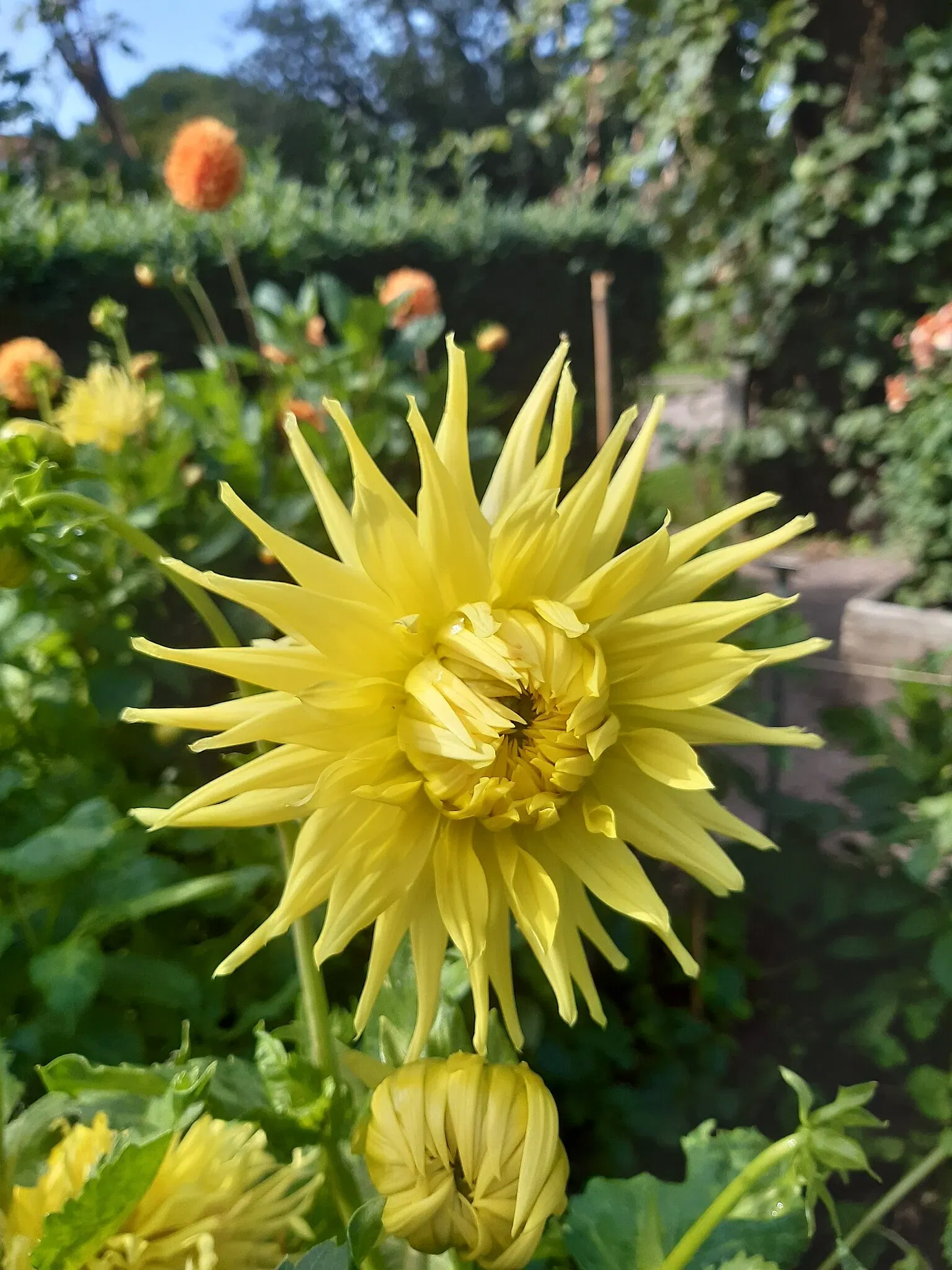 Botaniska trädgårdens