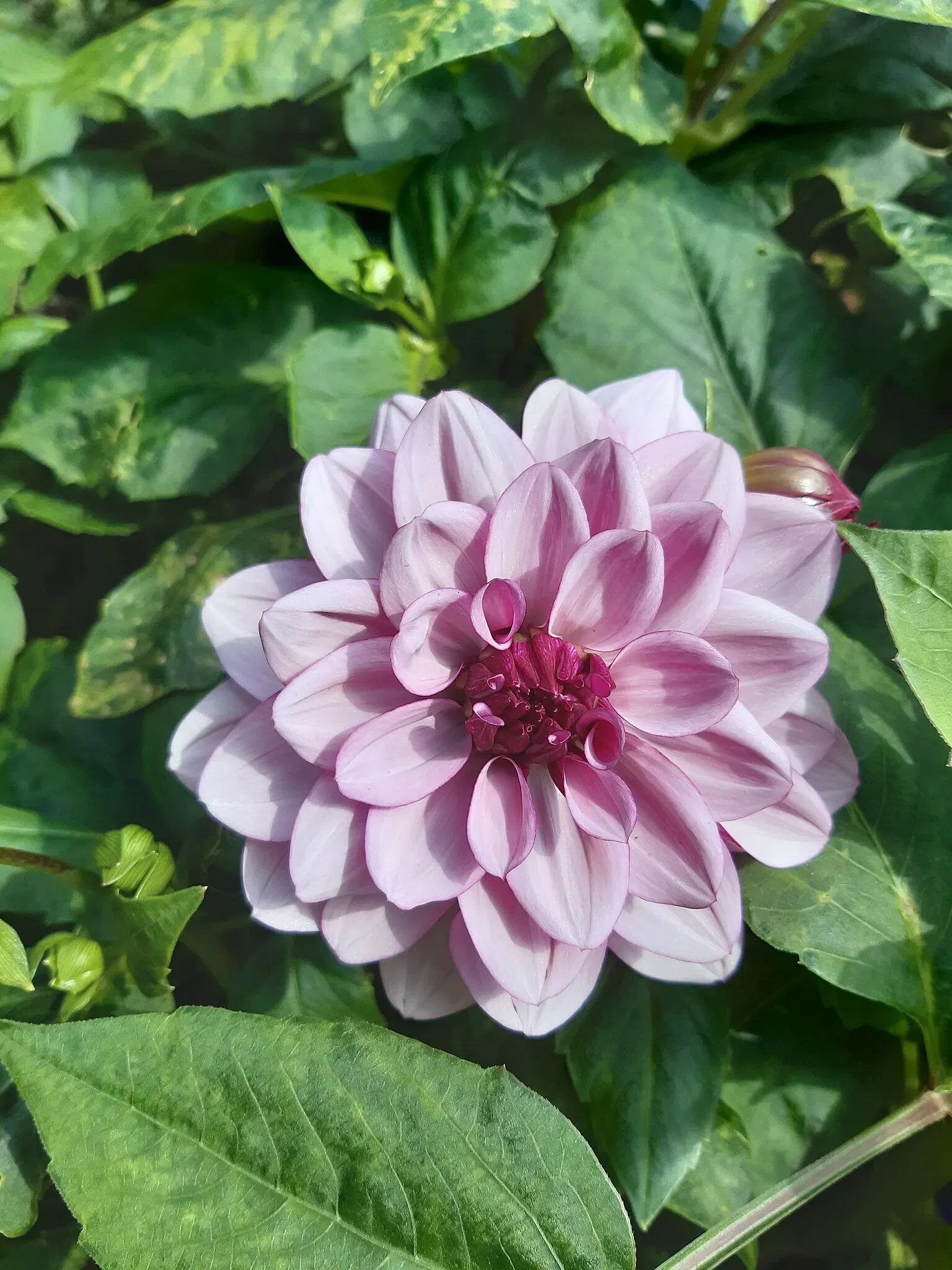 Botaniska trädgårdens