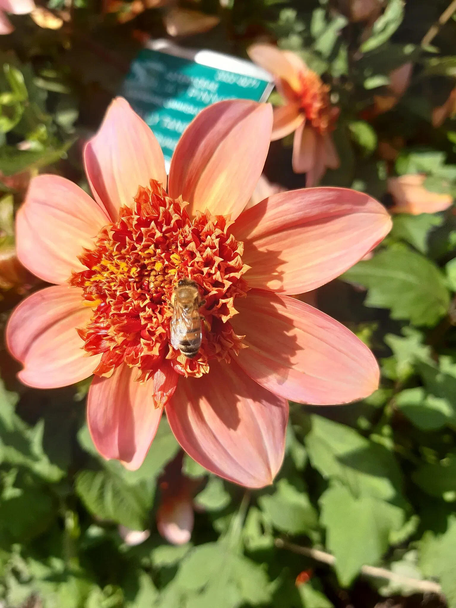 Botaniska trädgårdens