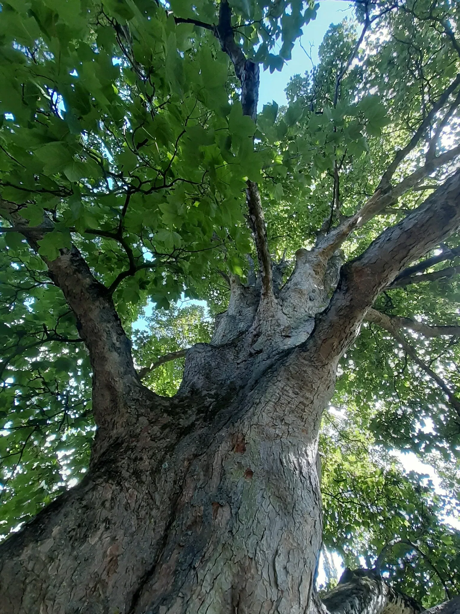 Botaniska trädgårdens