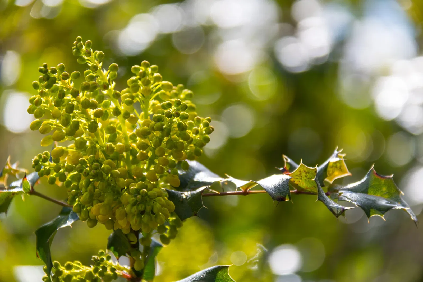 Botaniska trädgårdens