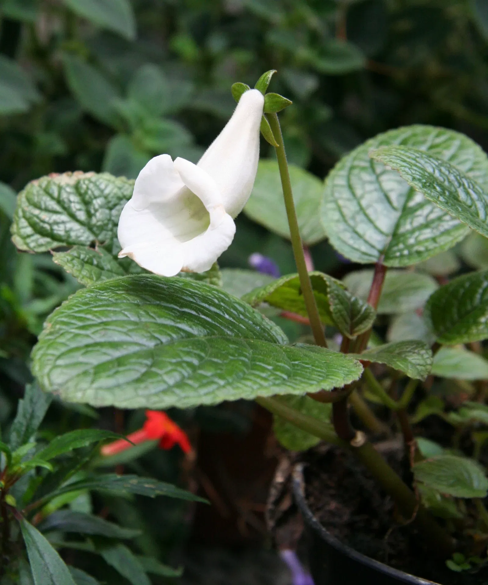 Botaniska trädgårdens