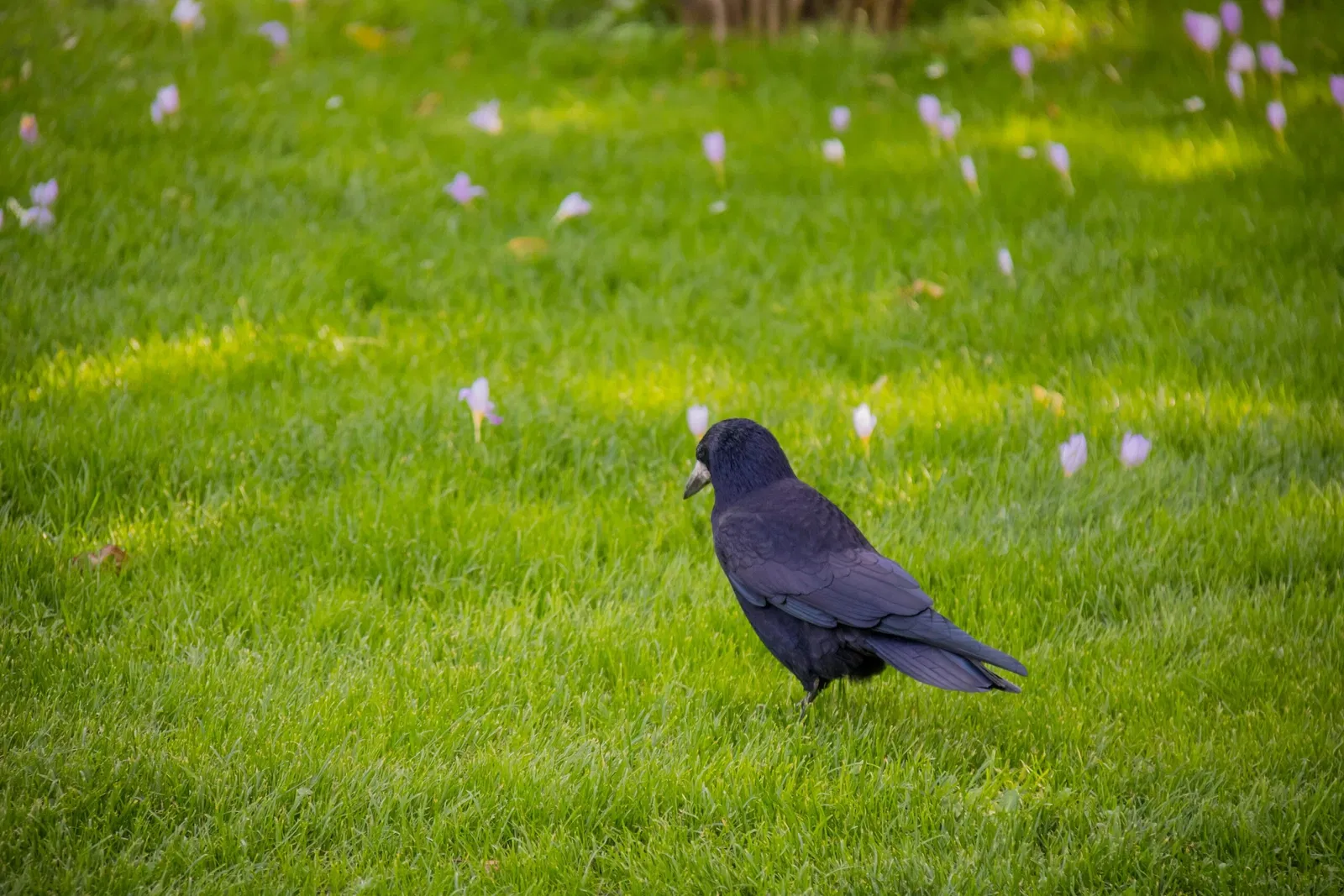 Botaniska trädgårdens