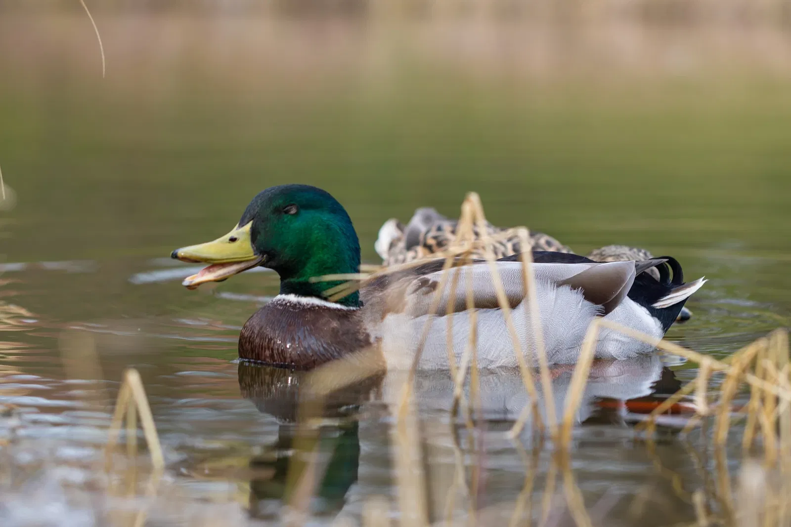 Botaniska trädgårdens