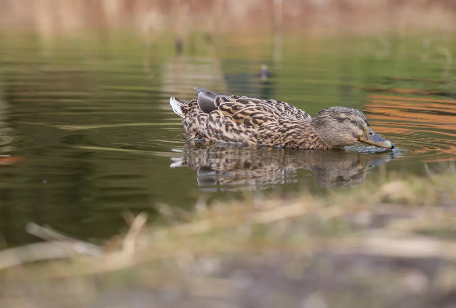 Botaniska trädgårdens