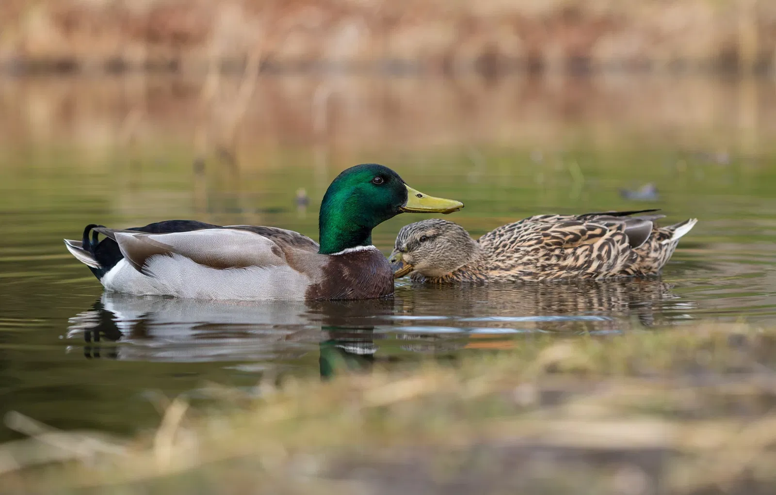 Botaniska trädgårdens