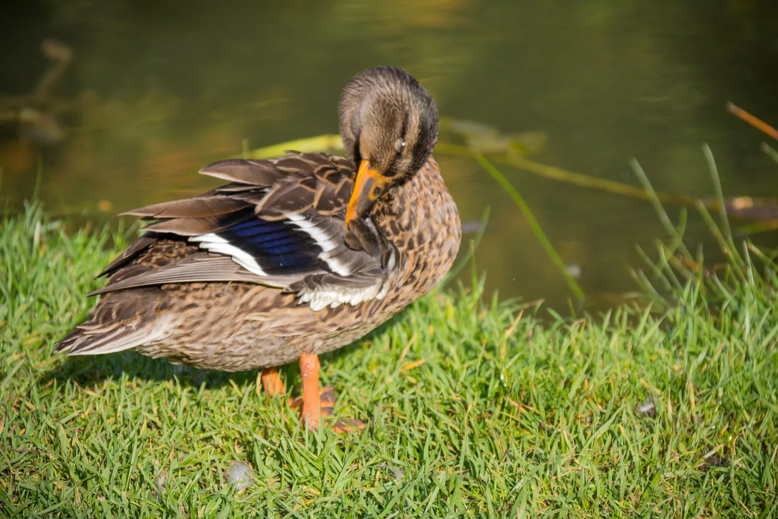Botaniska trädgårdens