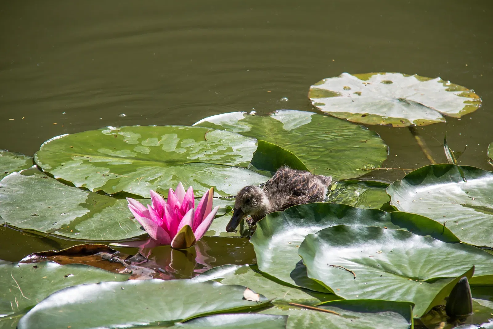 Botaniska trädgårdens