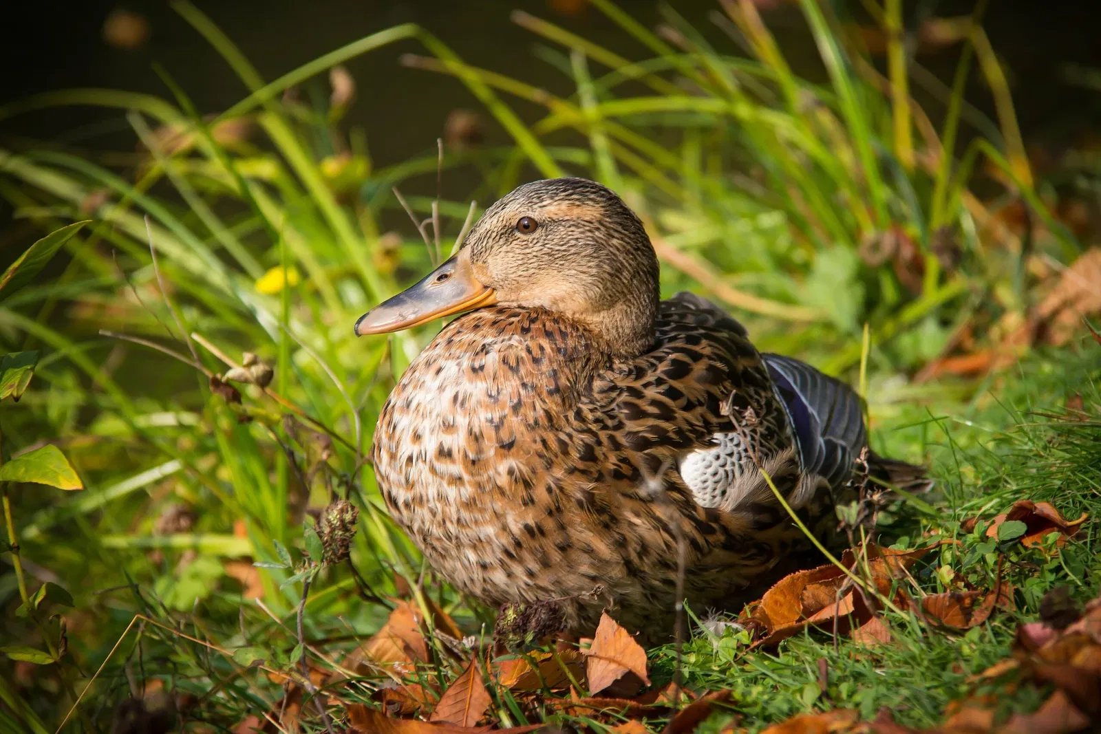 Botaniska trädgårdens