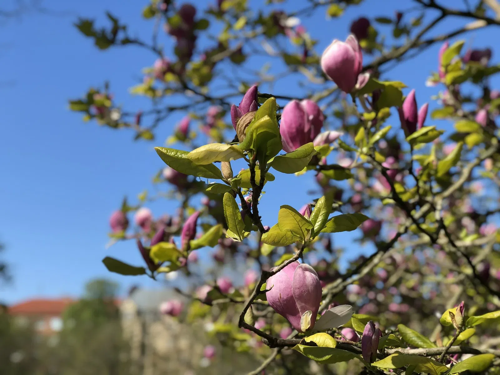 Botaniska trädgårdens
