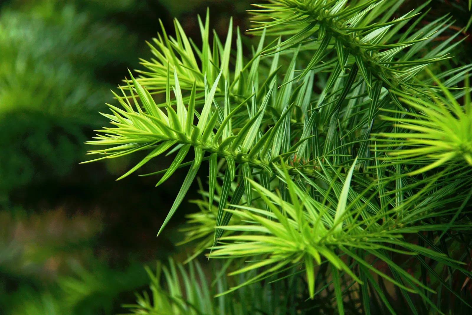 Botaniska trädgårdens