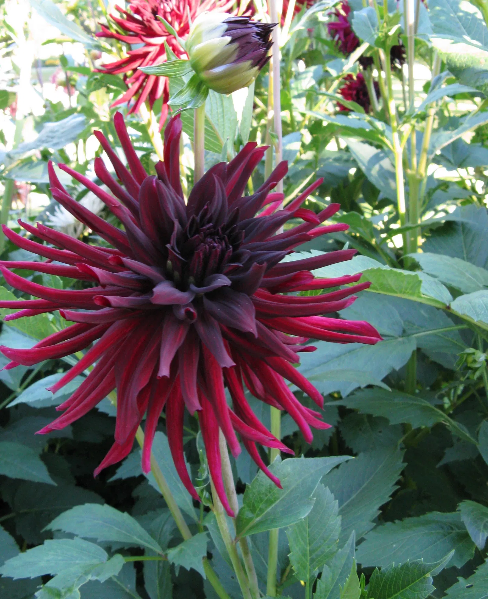 Botaniska trädgårdens