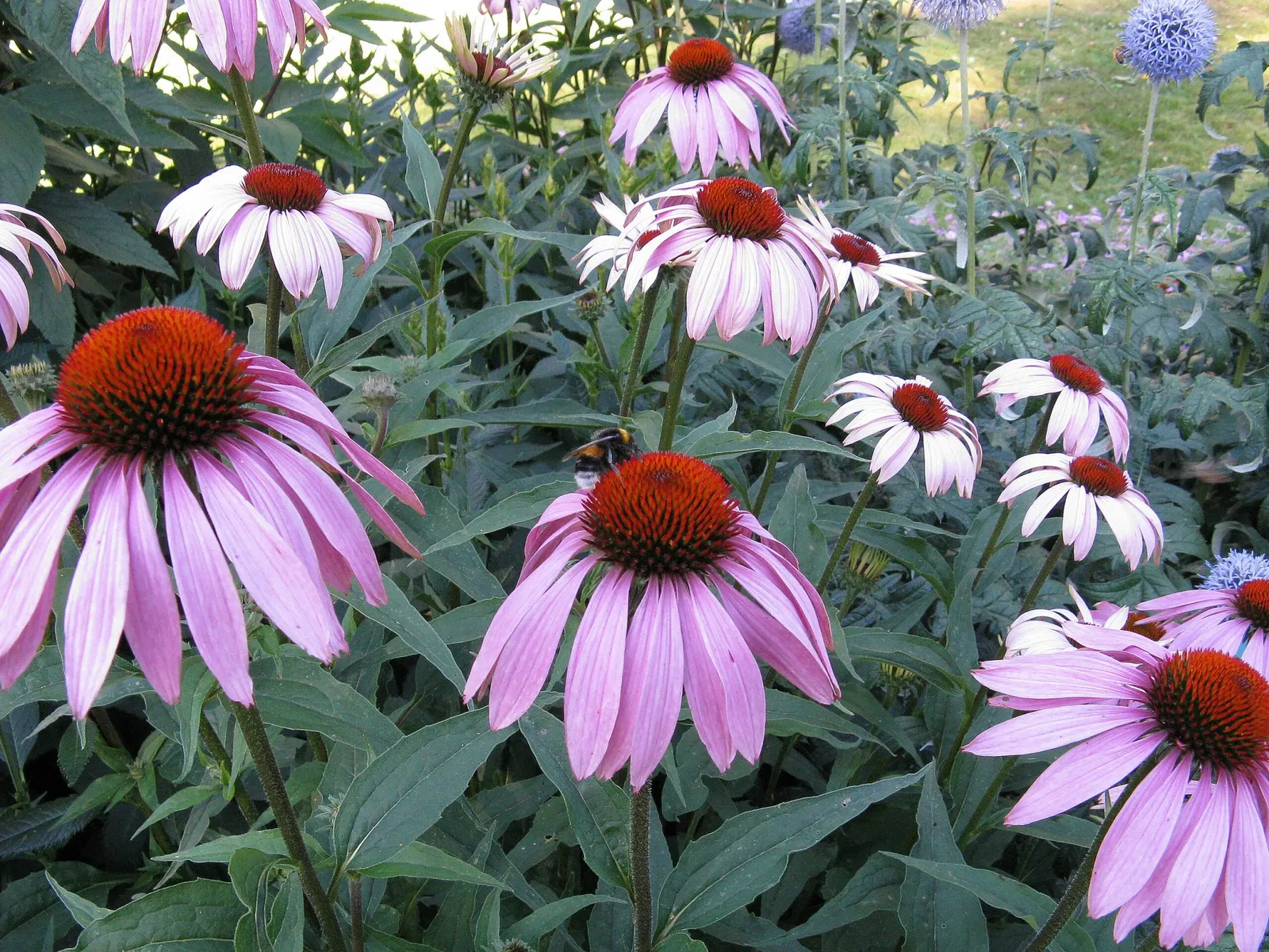 Botaniska trädgårdens