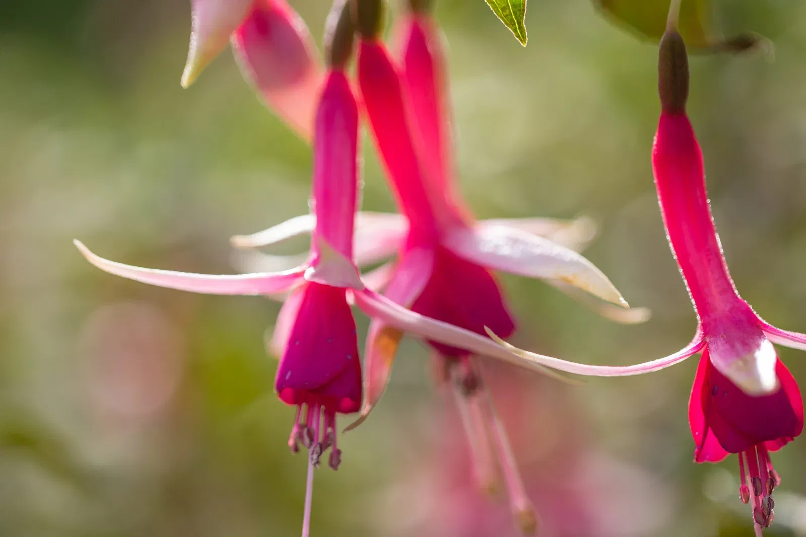 Botaniska trädgårdens