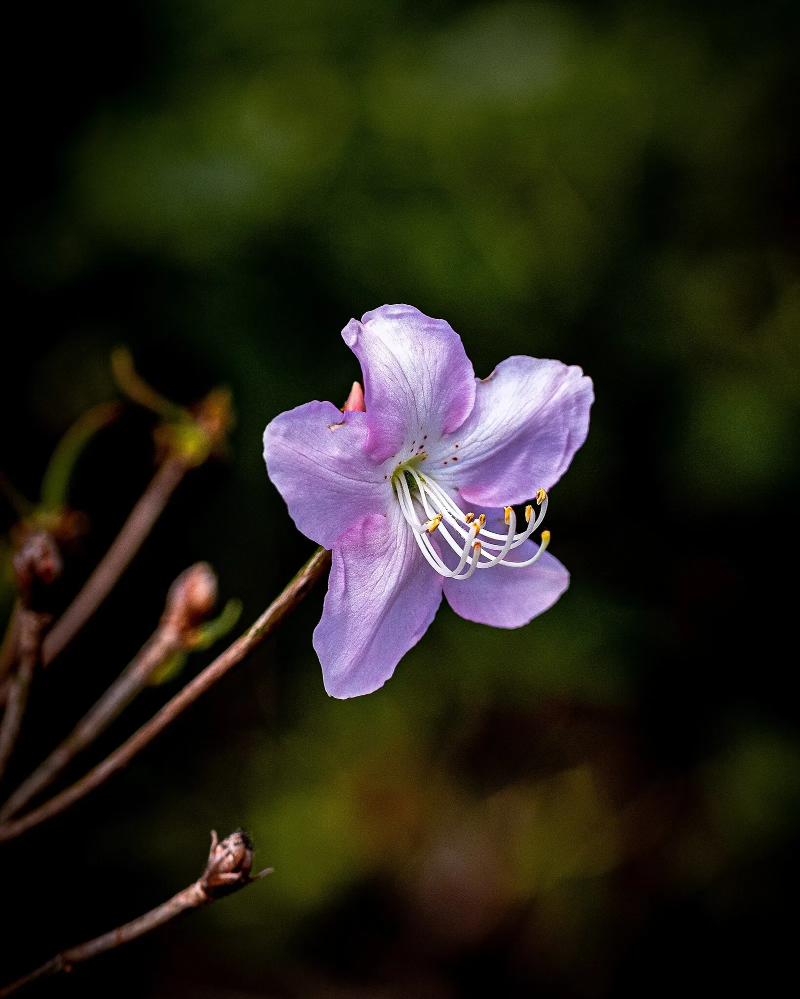 Botaniska trädgårdens