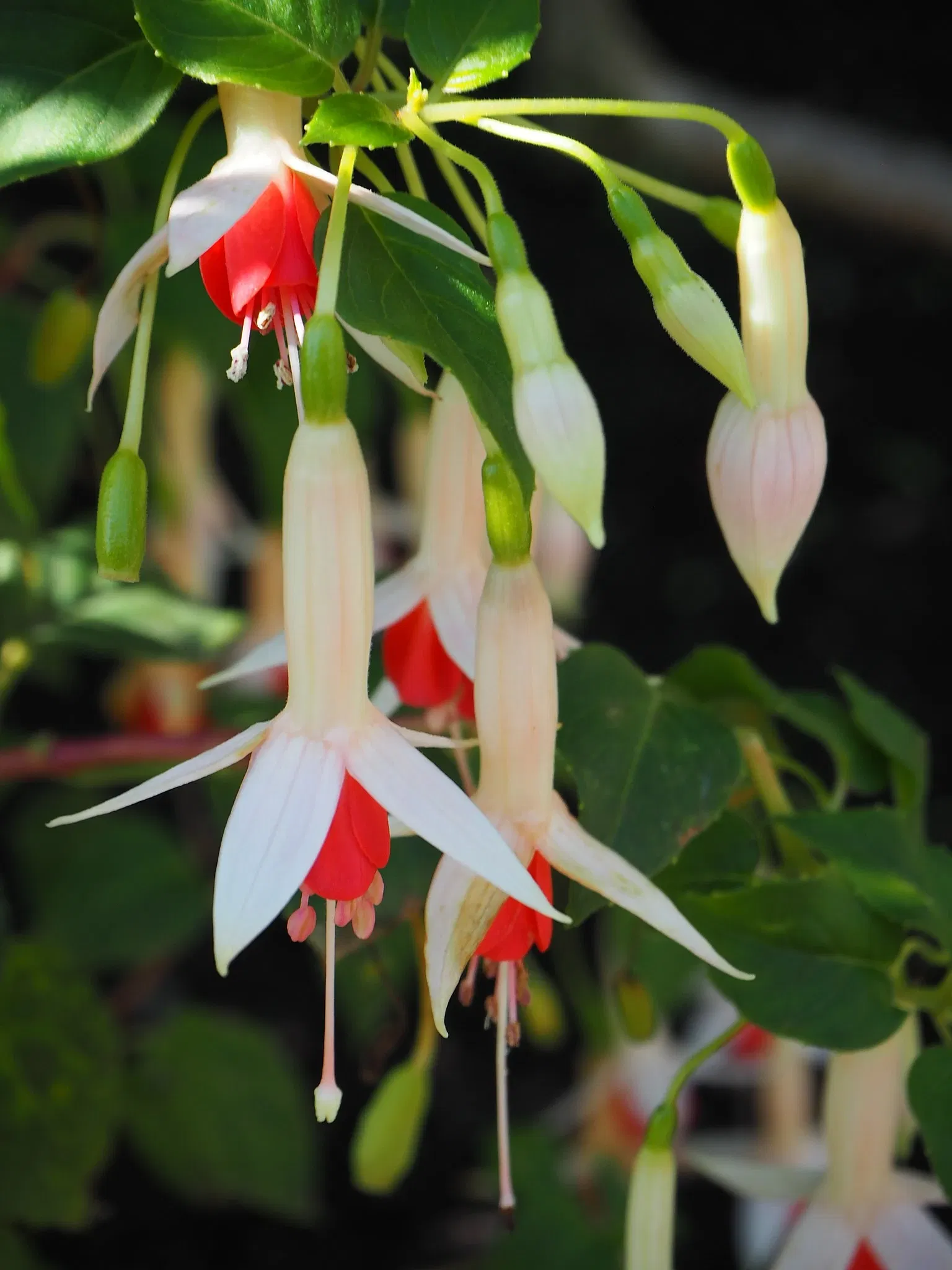 Botaniska trädgårdens