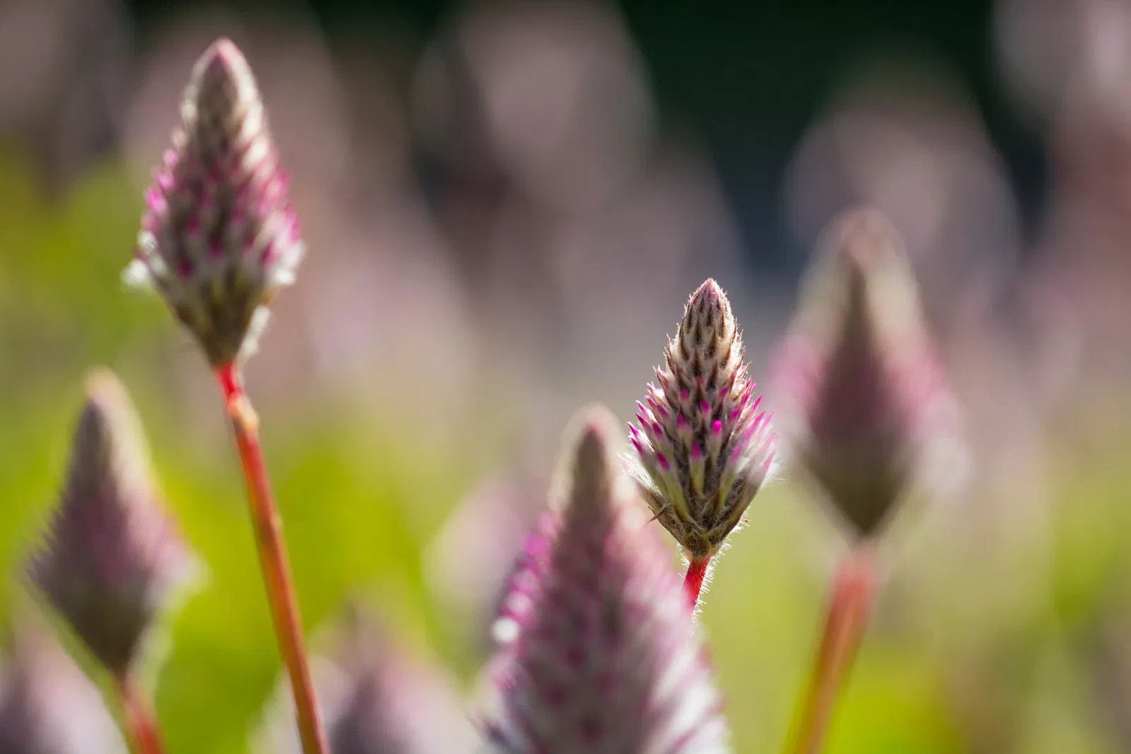 Botaniska trädgårdens