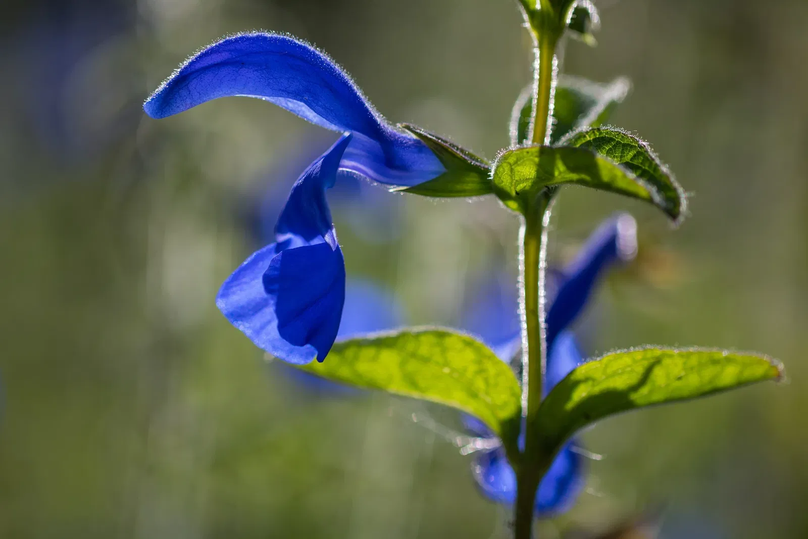 Botaniska trädgårdens