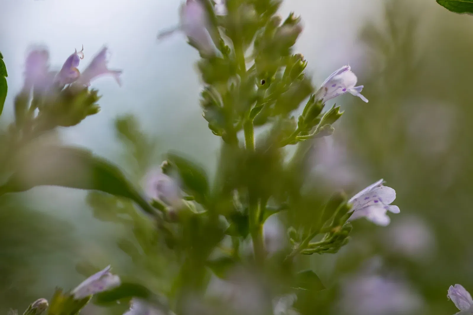 Botaniska trädgårdens