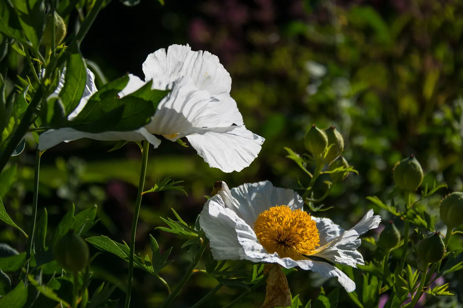 Botaniska trädgårdens