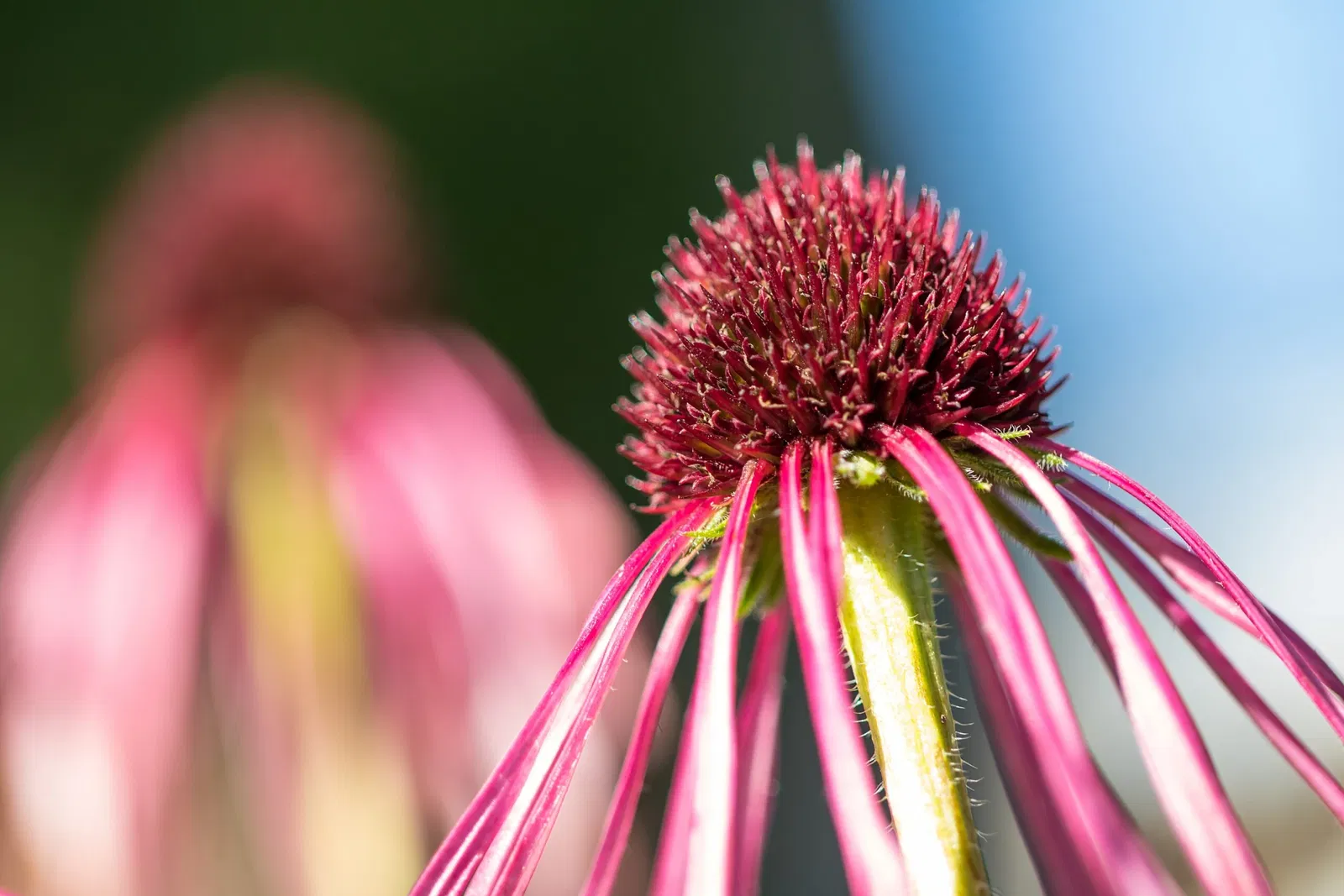 Botaniska trädgårdens