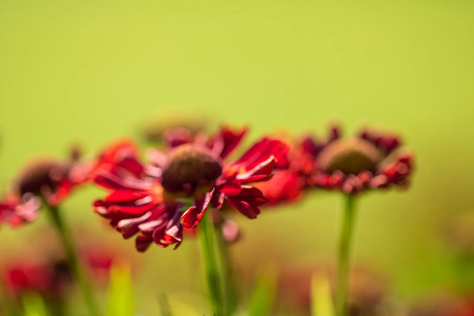 Botaniska trädgårdens