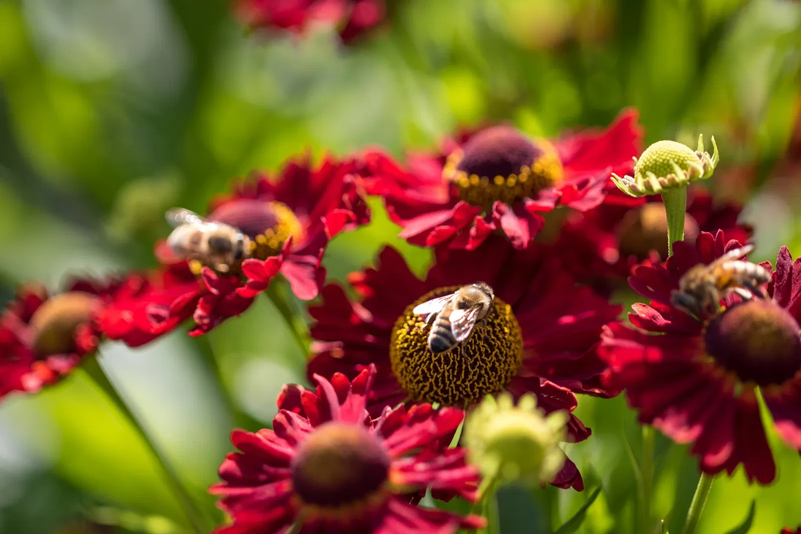 Botaniska trädgårdens