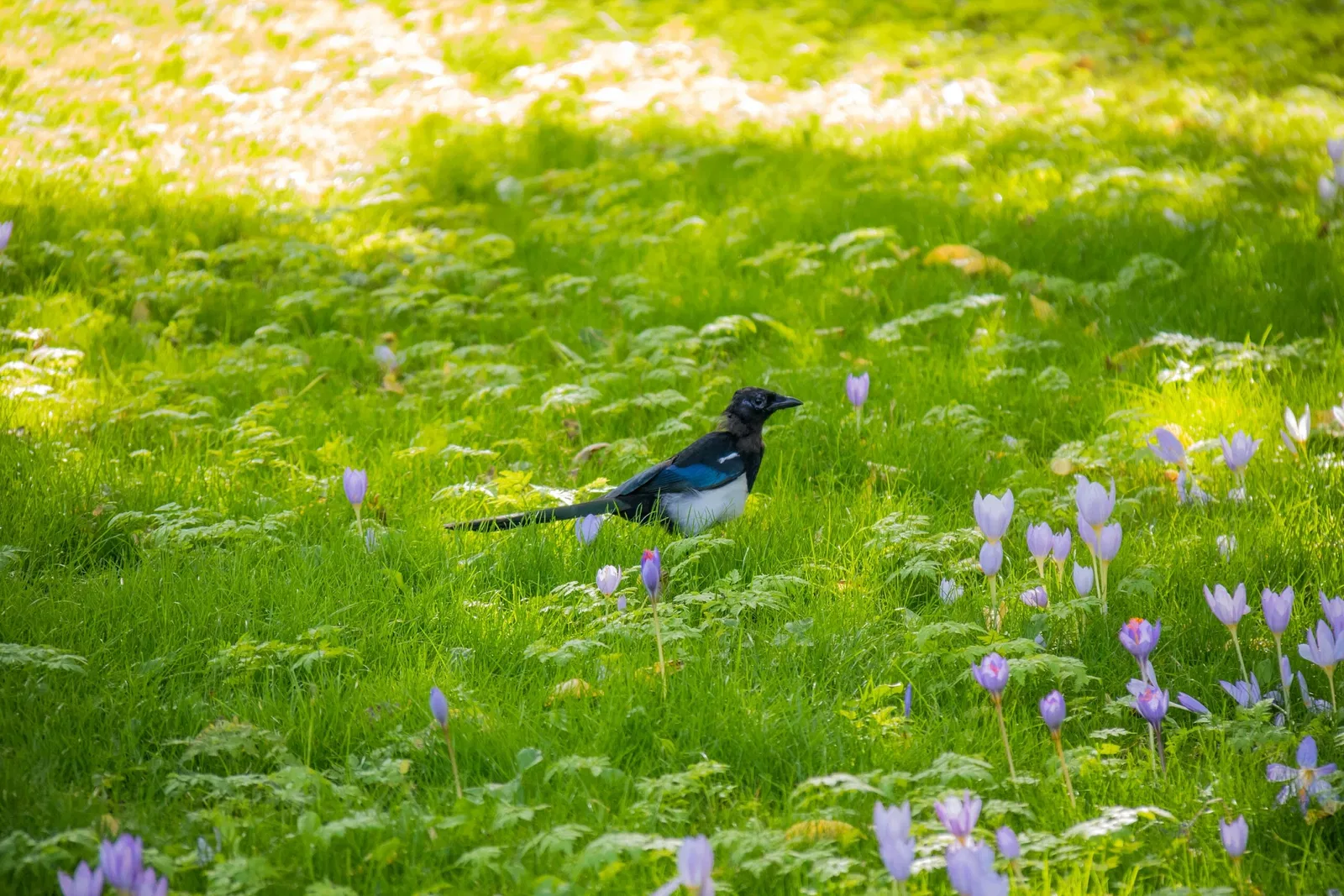 Botaniska trädgårdens