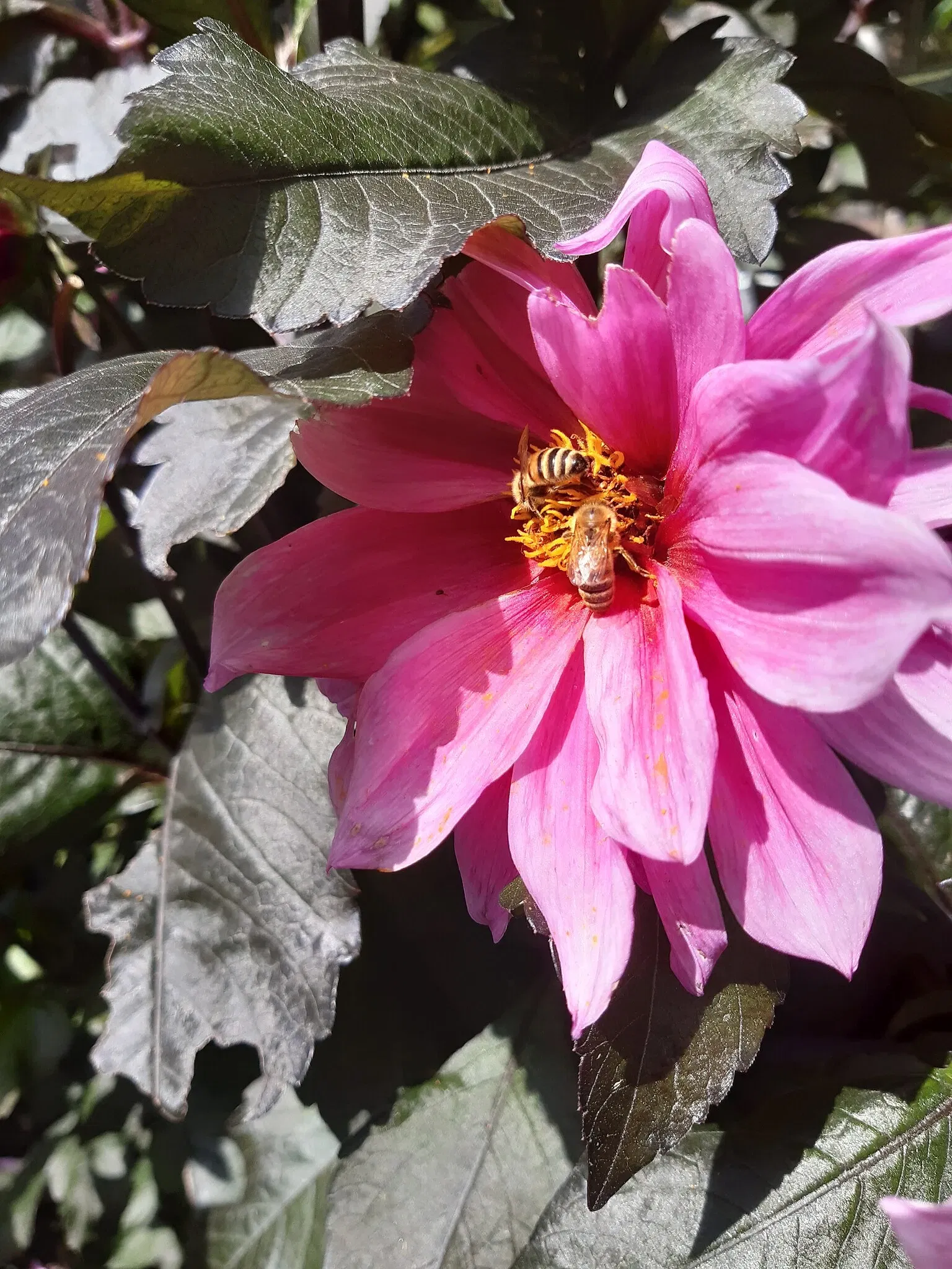 Botaniska trädgårdens