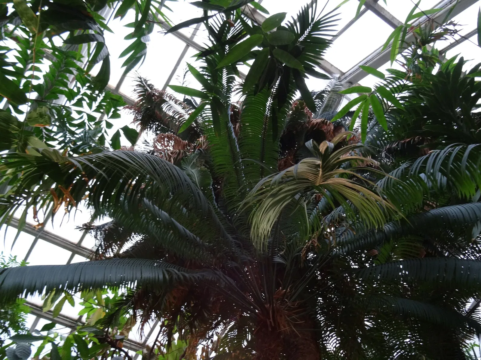 Botaniska trädgårdens