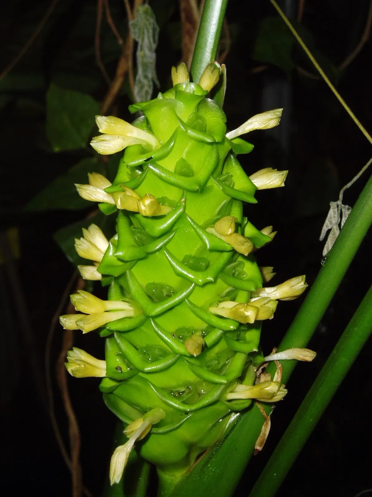 Botaniska trädgårdens