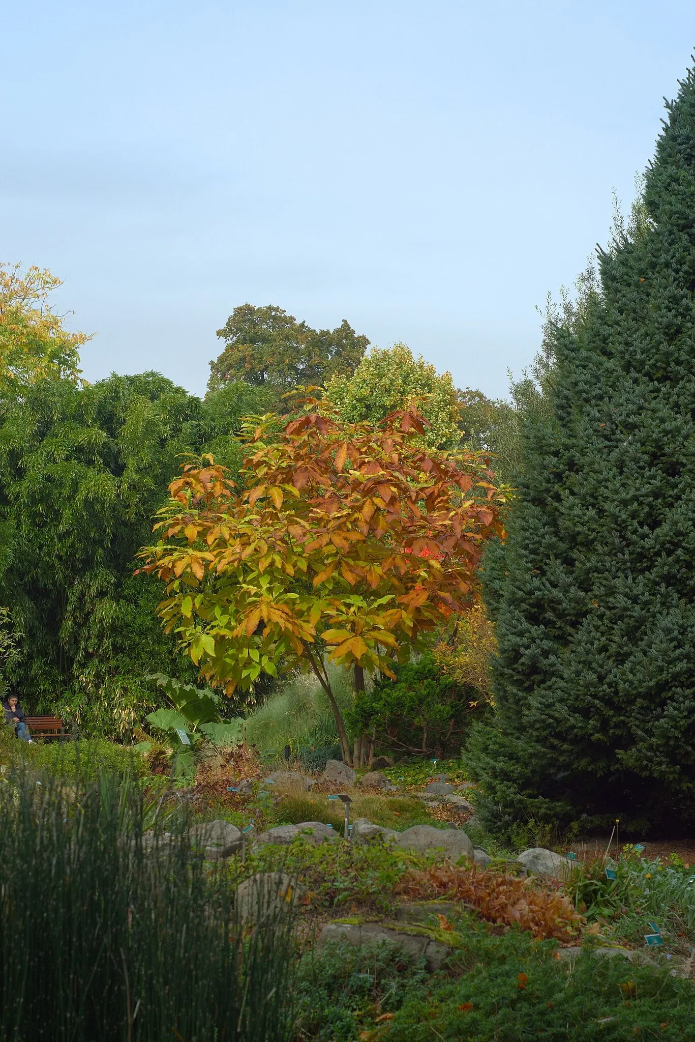 Botaniska trädgårdens