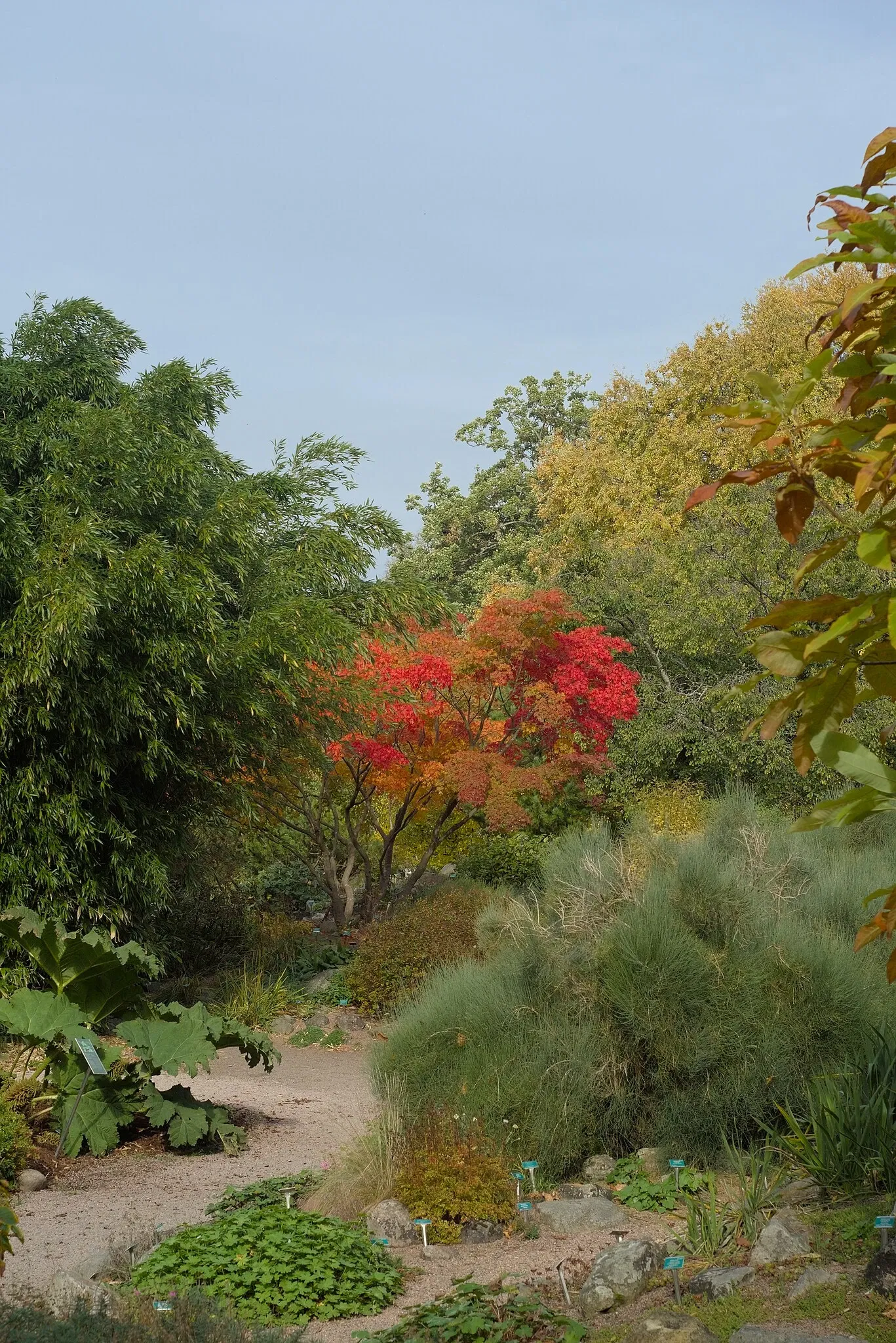 Botaniska trädgårdens