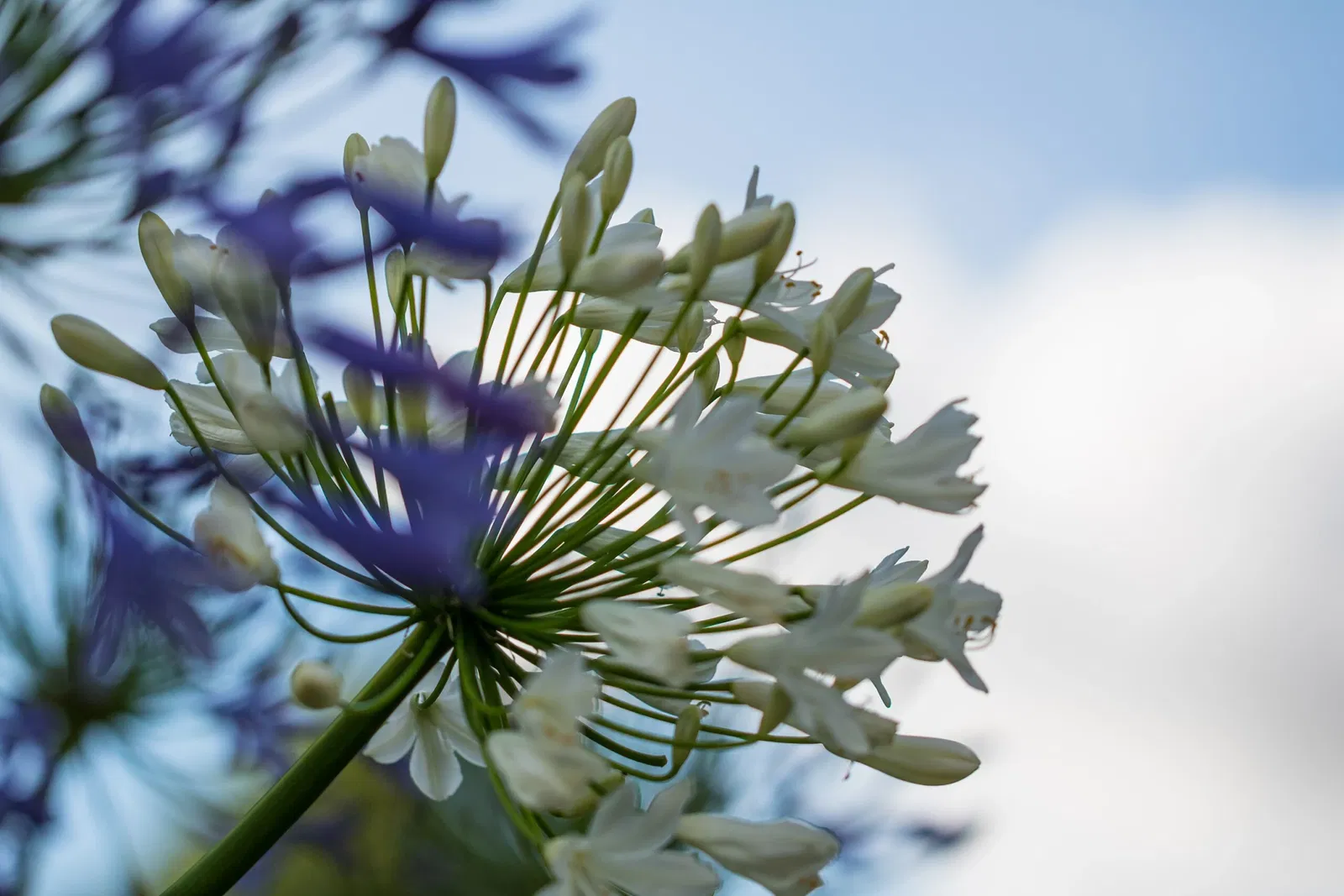 Botaniska trädgårdens