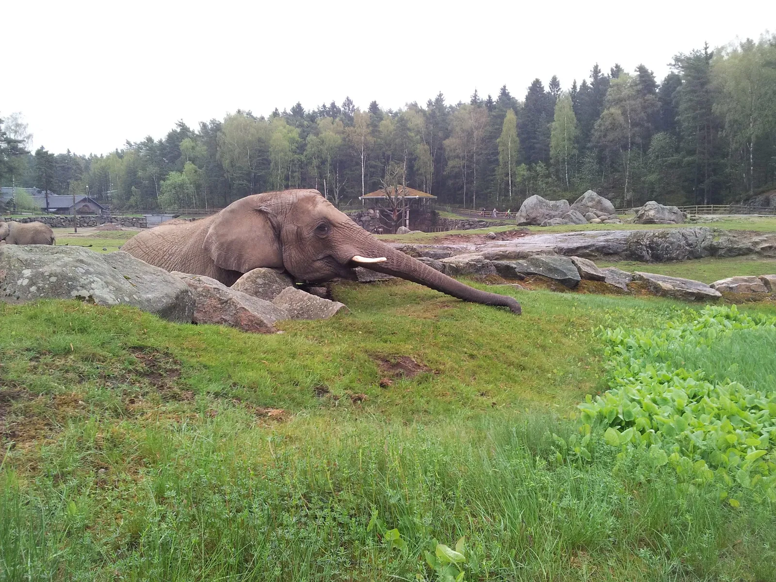 Borås ZOO