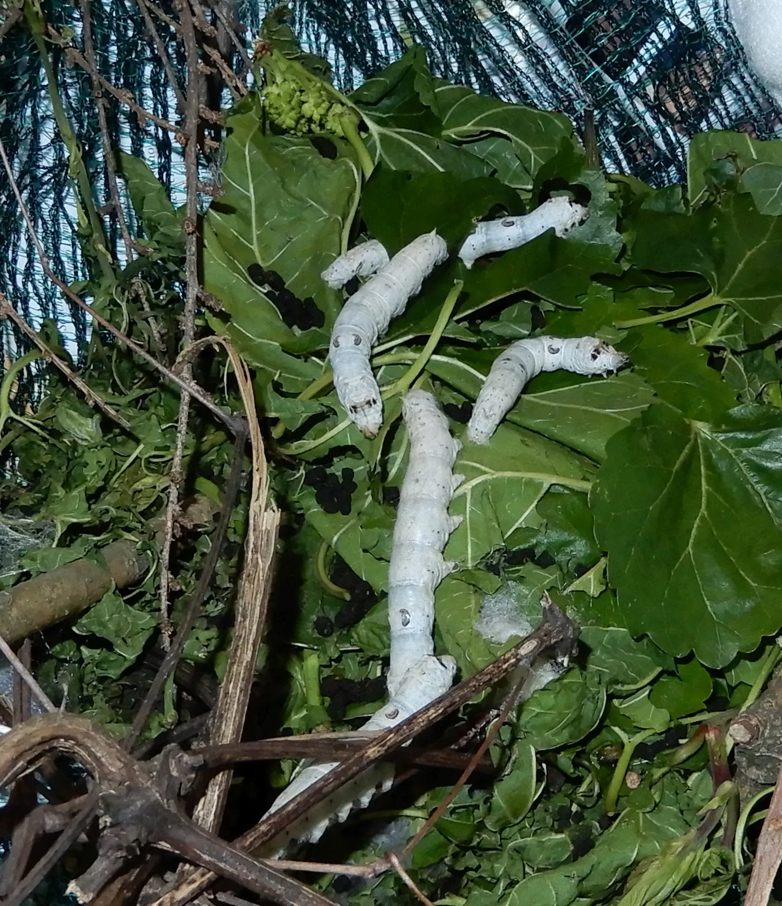 Civico Museo Setificio Monti