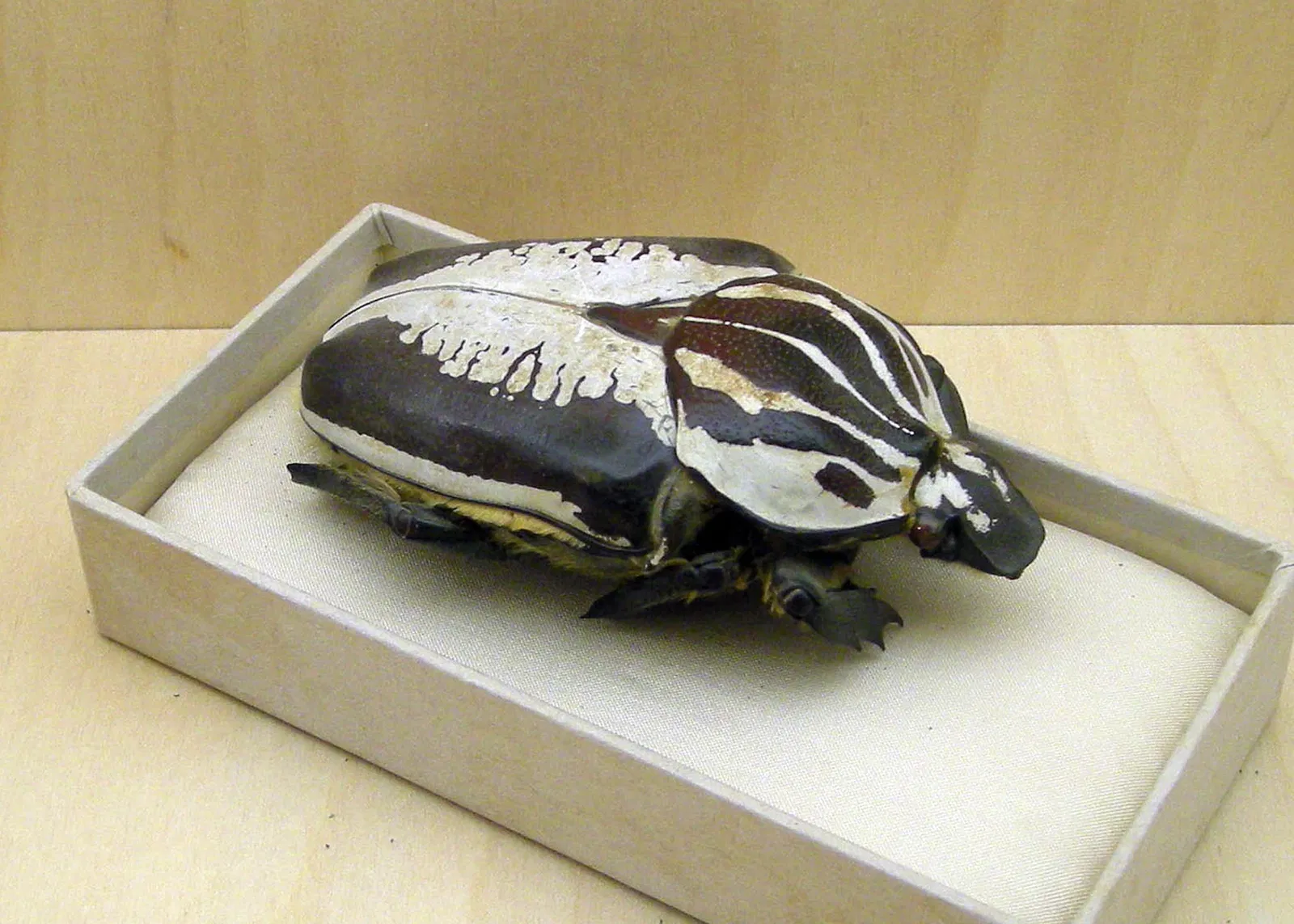 Musée Jean-Frédéric Oberlin