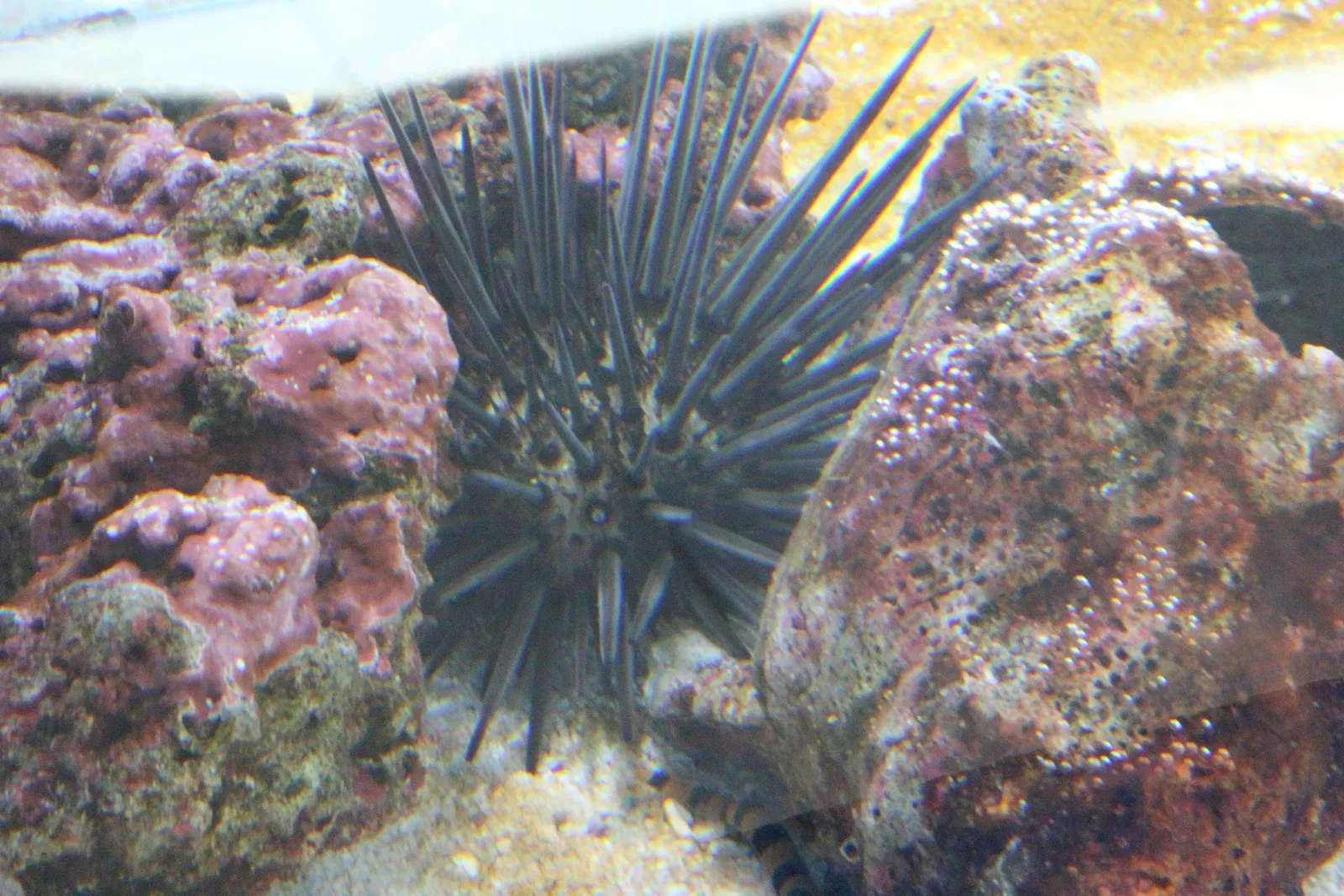 Acquario di Cala Gonone