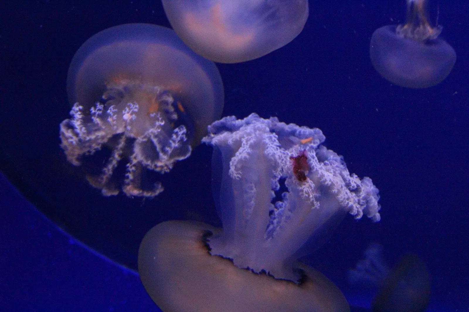 Acquario di Cala Gonone