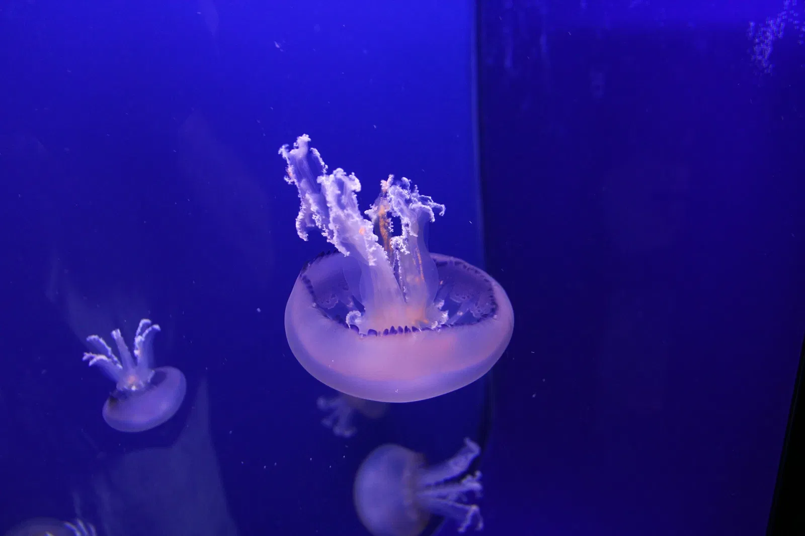 Acquario di Cala Gonone