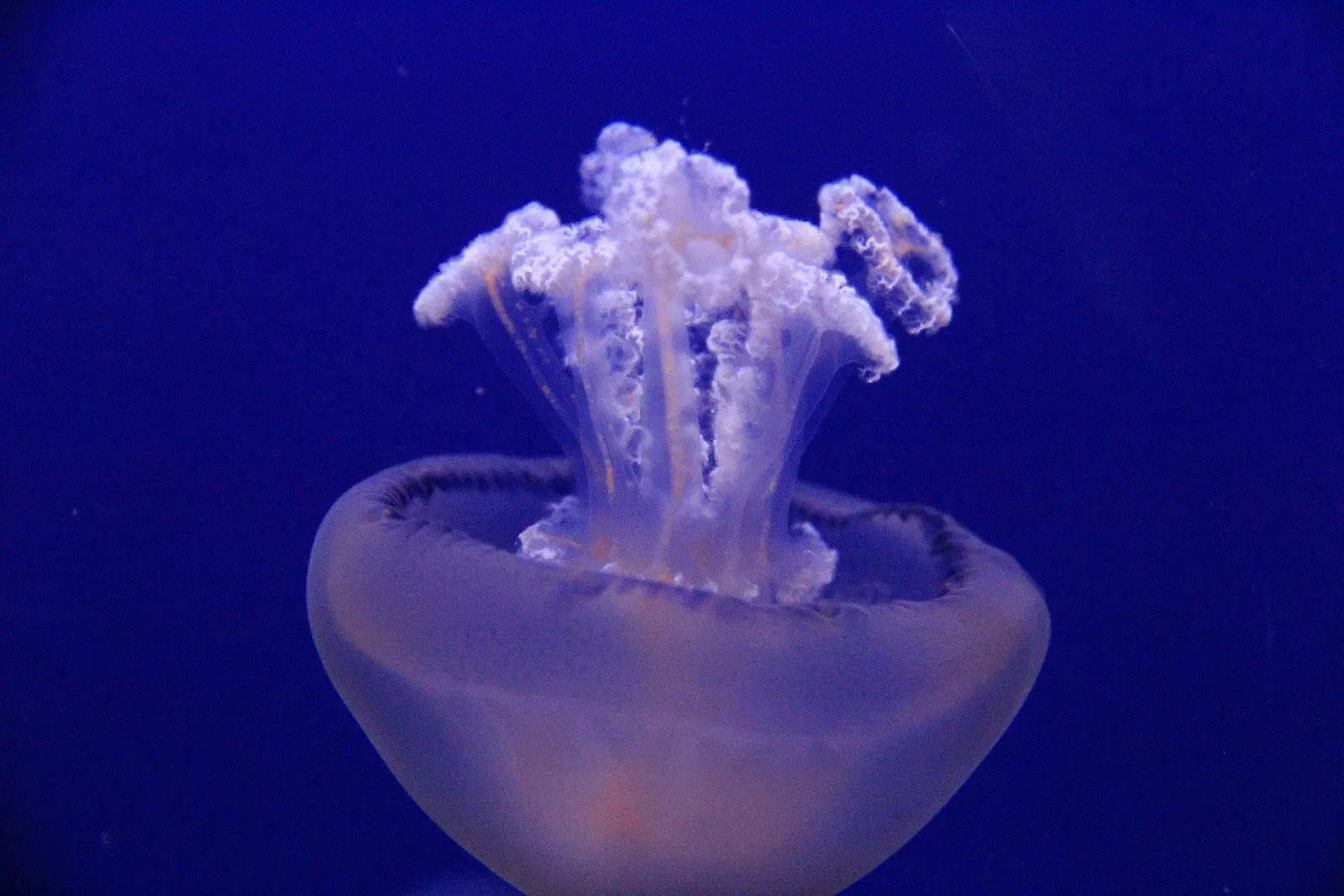 Acquario di Cala Gonone