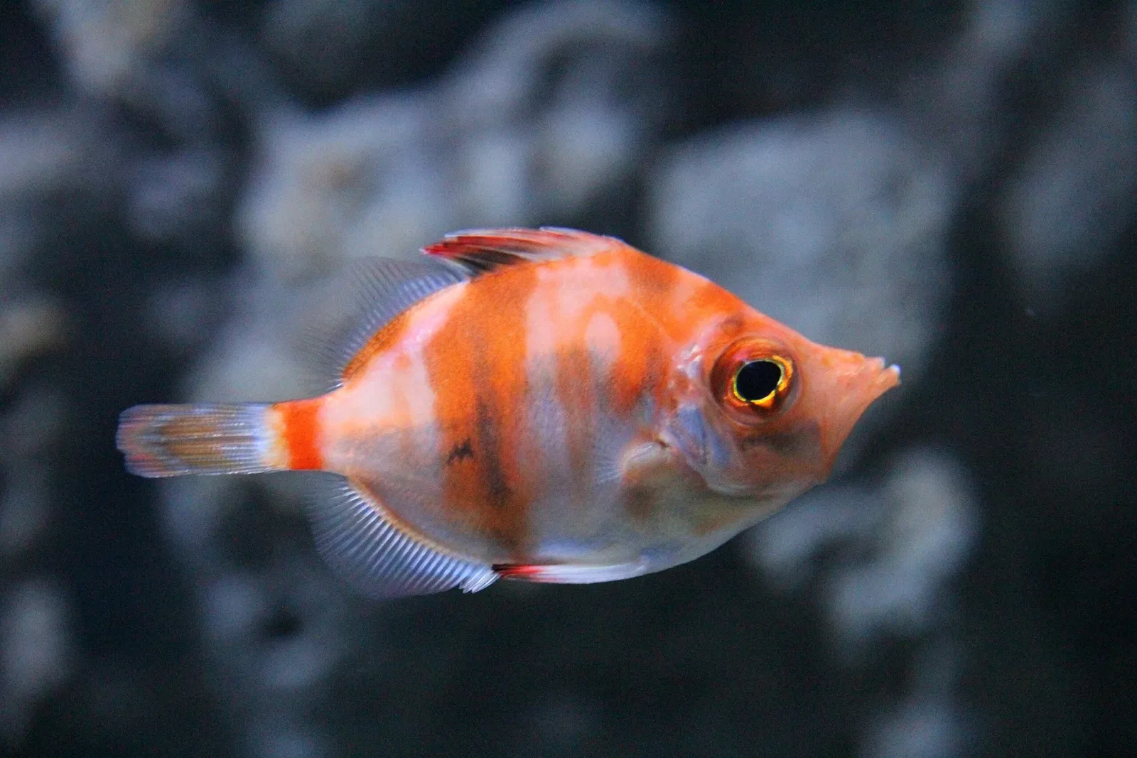 Acquario di Cala Gonone